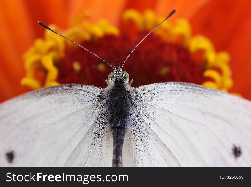 Cabbage butterfly sitting on flower