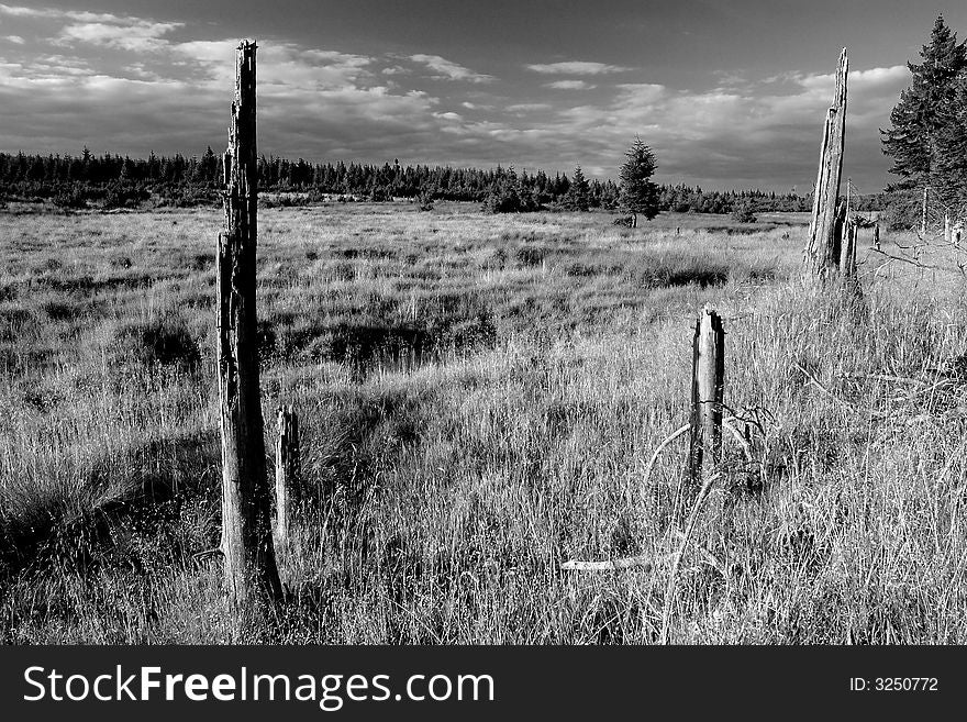 Landscape with remains of old trees in the front. Landscape with remains of old trees in the front