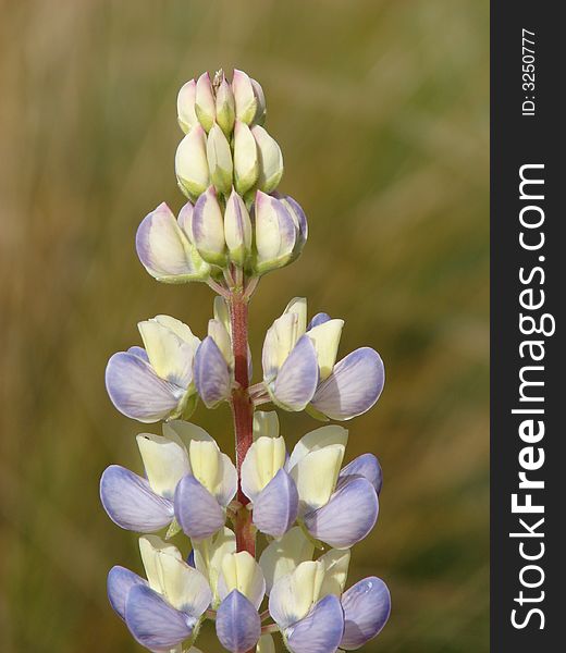 Closeup of a lemon and lilac lupin flower