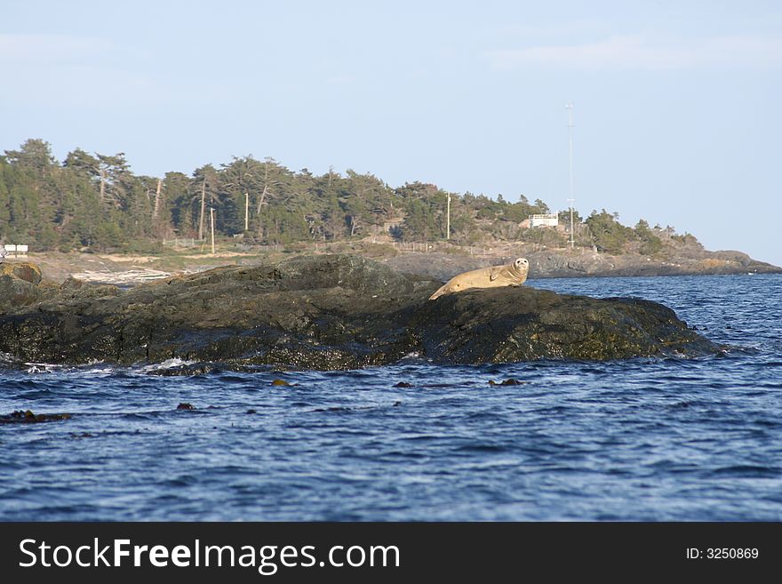 Marine seal on a rock in the ocean