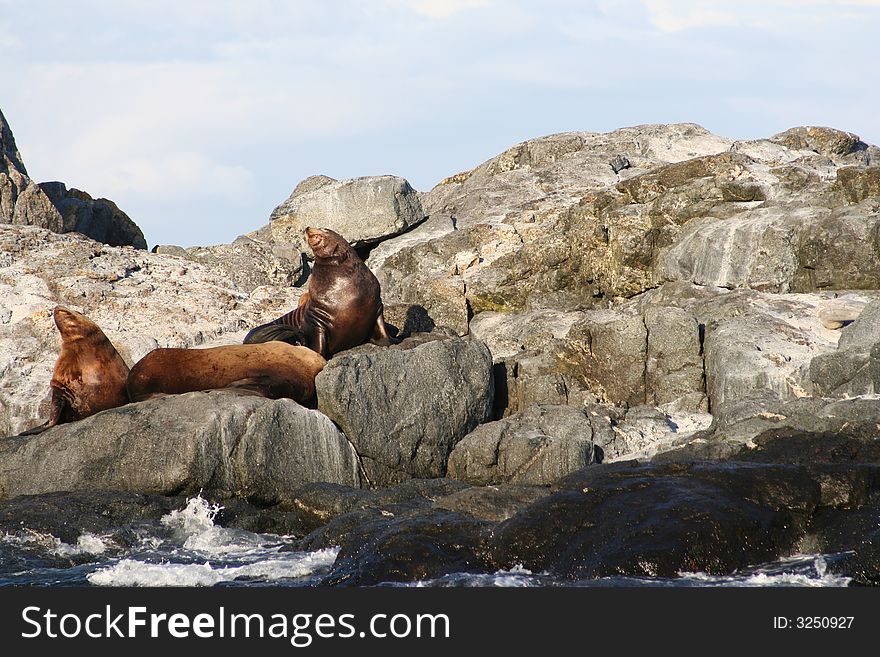 Marine sea lion on a rock in the ocean