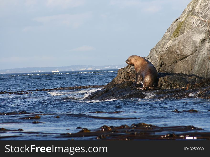 Marine sea lion on a rock in the ocean