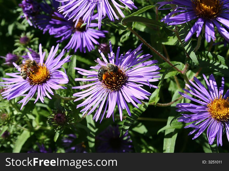 Bee with a load of pollen on a purple flower. Bee with a load of pollen on a purple flower