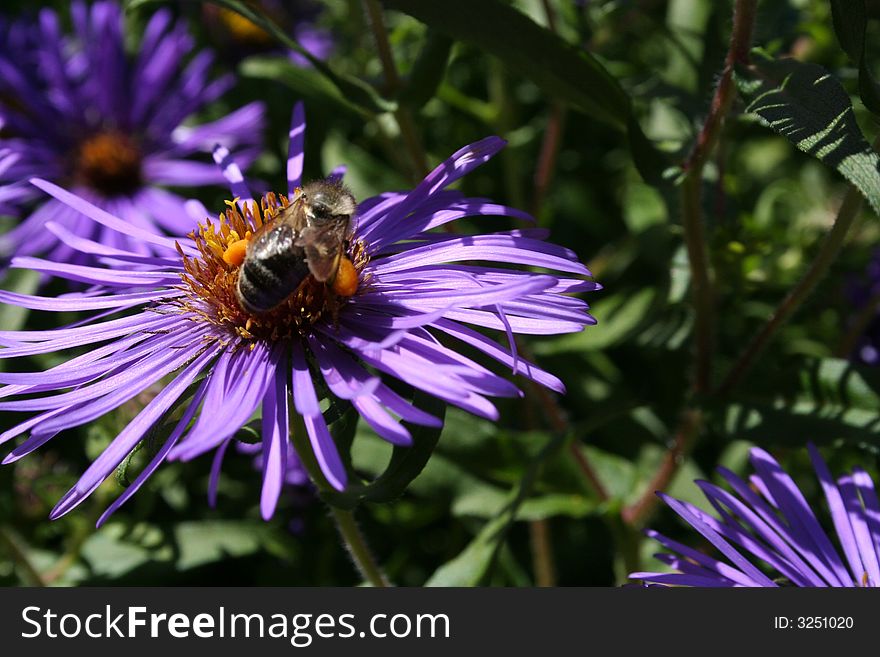 Bee with a load of pollen on a purple flower. Bee with a load of pollen on a purple flower