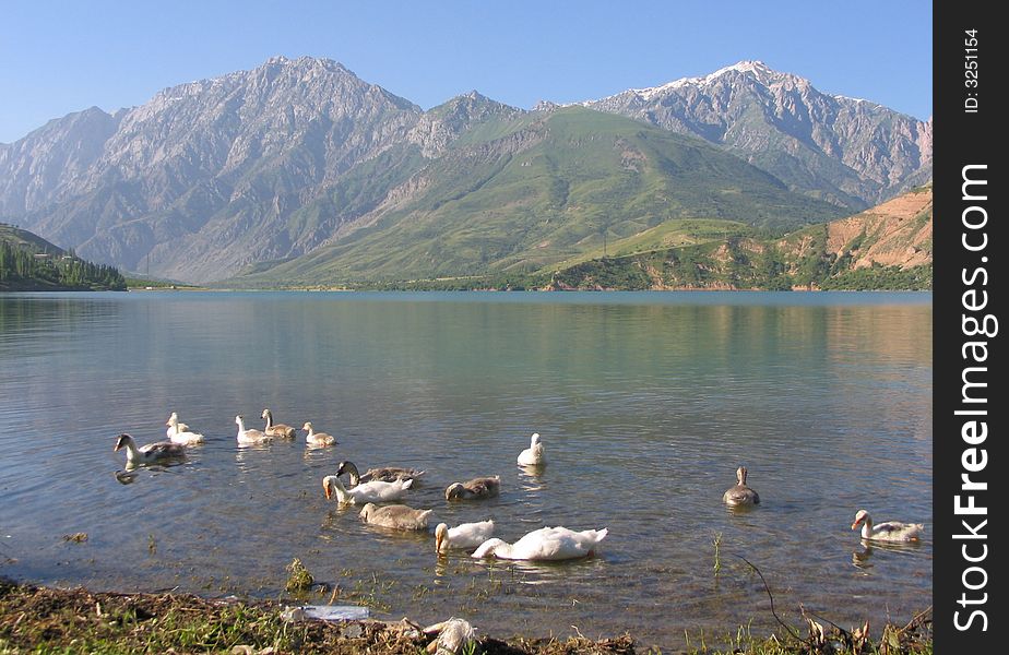 Gooses on the Charvak lake near Brichmulla. Uzbekistan, summer 2007. Gooses on the Charvak lake near Brichmulla. Uzbekistan, summer 2007