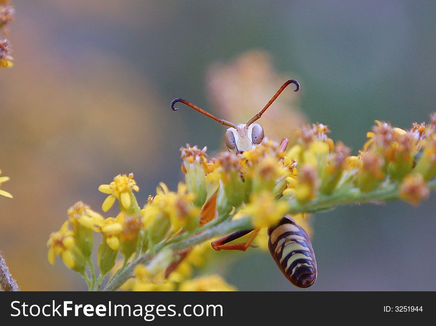 A male northern Paper Wasp, Polistes Fuscata. A male northern Paper Wasp, Polistes Fuscata