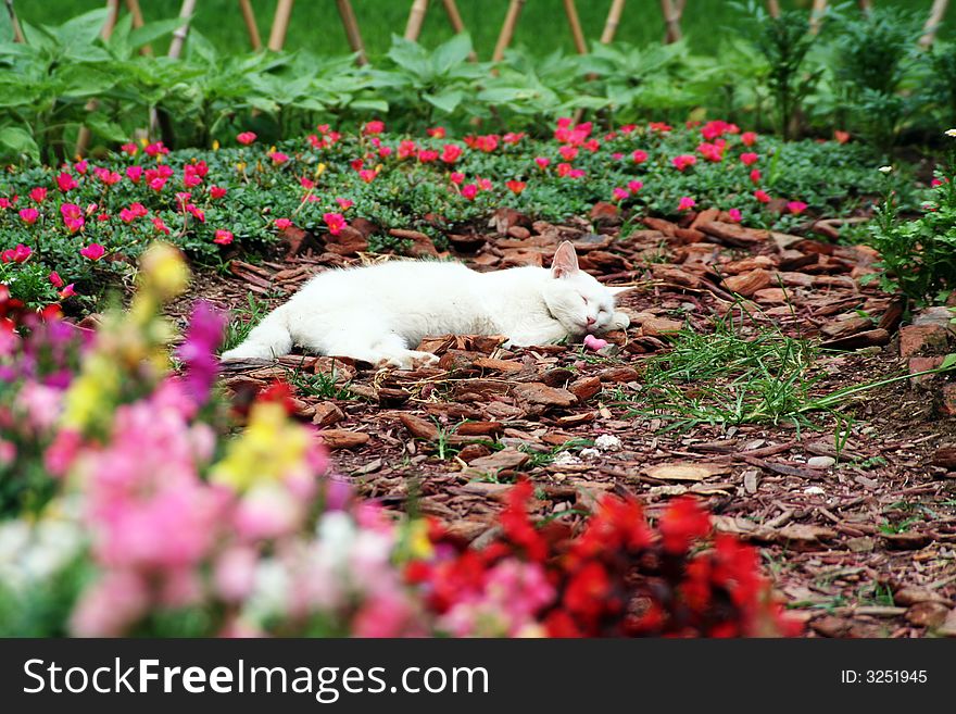 White cat shooting at XiangShan park