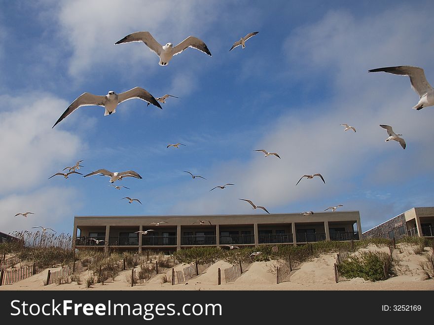 Seagulls Flying Over Dunes