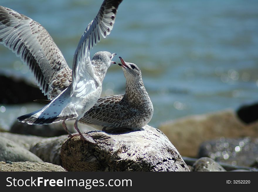 Seagulls bickering at Lake Michigan Lake front.