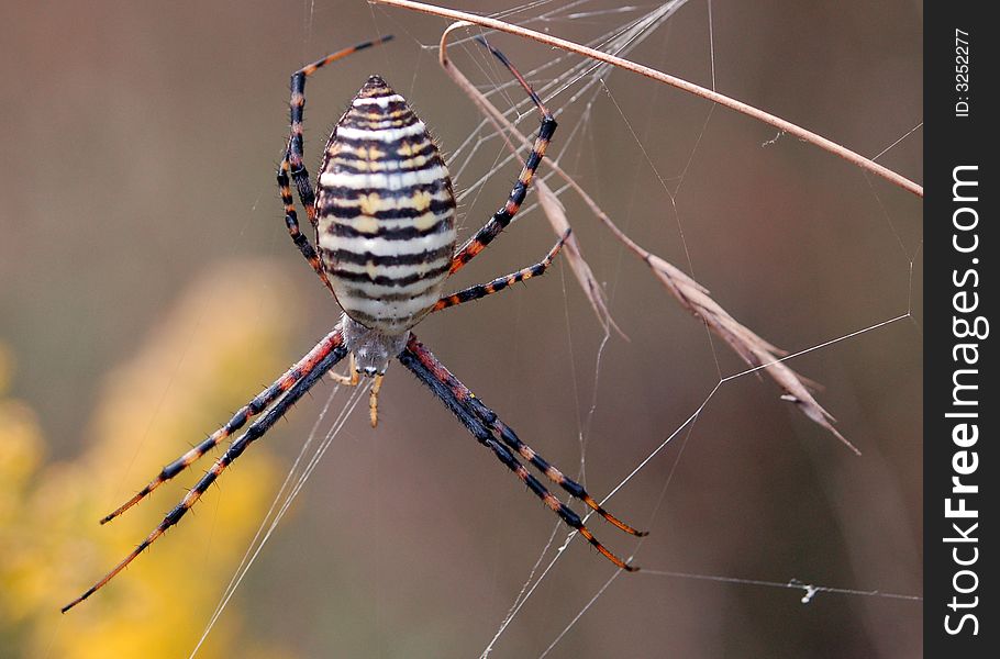A banded argiope spider waiting in her web
