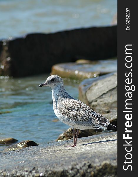 Seagull looking out off the rocks of Lake Michigan. Seagull looking out off the rocks of Lake Michigan