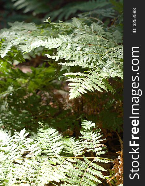 The forrest floor covered in green ferns. The forrest floor covered in green ferns