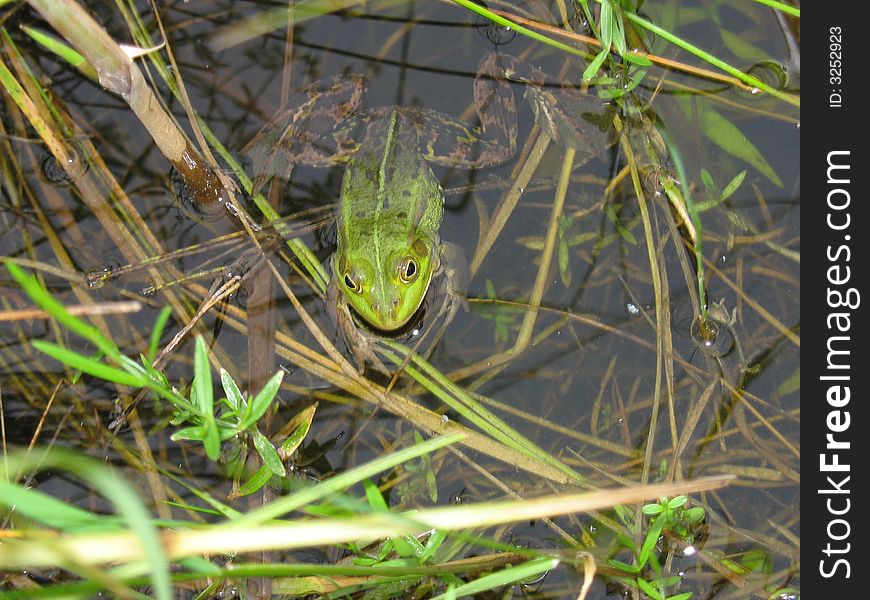 A Green frog for you!. A Green frog for you!