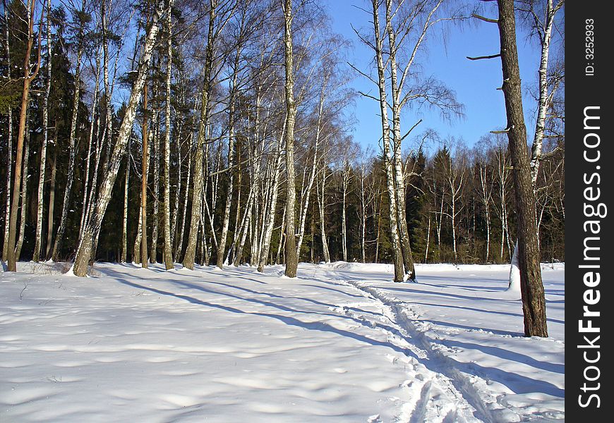 Winter 2007 in Russian forest. Winter 2007 in Russian forest