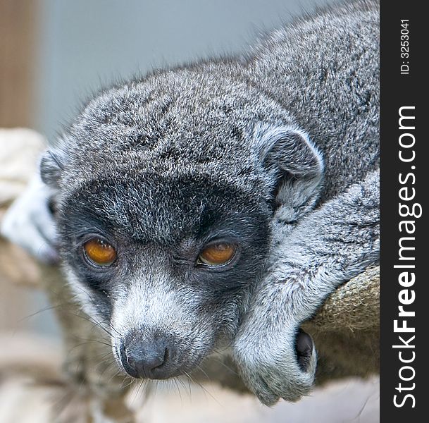 Portrait of young mongoose lemur. Portrait of young mongoose lemur