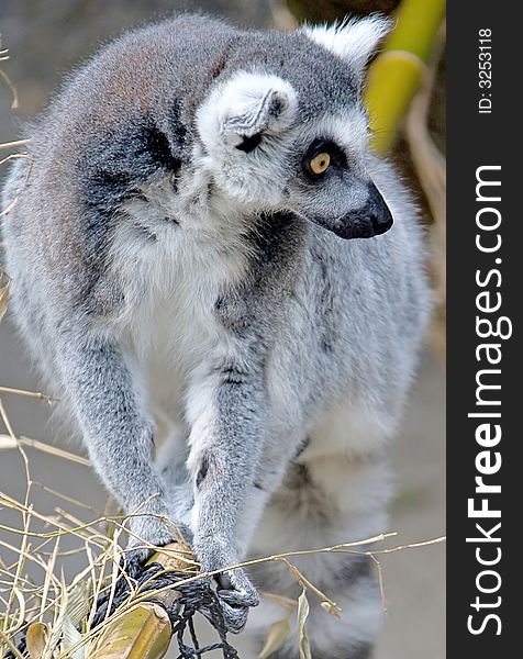Ring-tailed Lemur 7