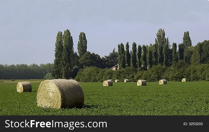 Hay balls laying on a green field after harvesting.