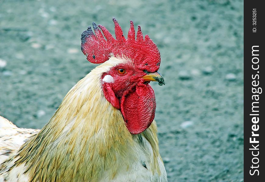 A white rooster close-up