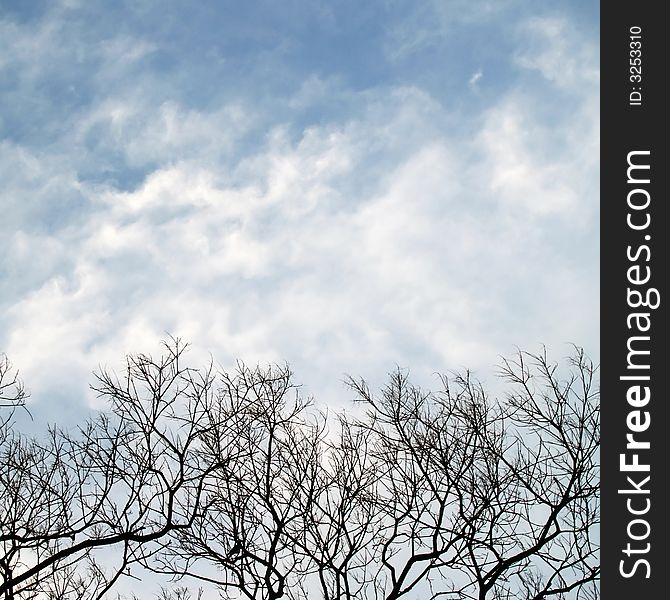 Bare branches against a sky filled with swirly wispy turbulent clouds. Bare branches against a sky filled with swirly wispy turbulent clouds