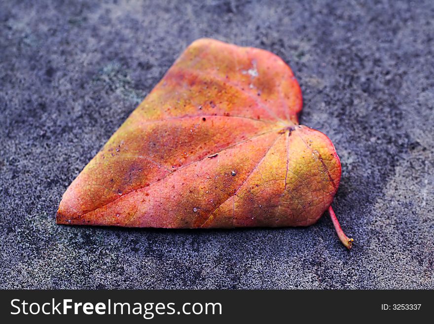 Single autumn coloured leaf in heart-shape on grey background. Single autumn coloured leaf in heart-shape on grey background