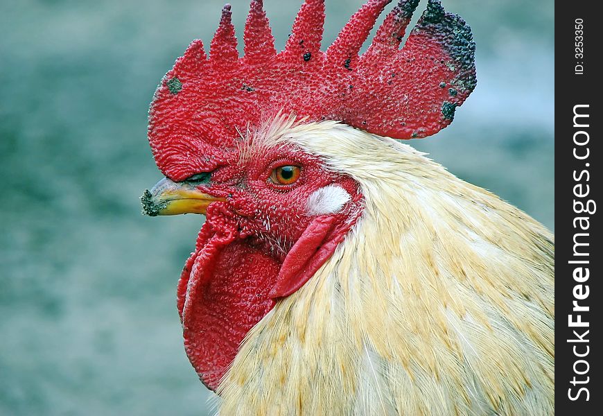 A white rooster close-up