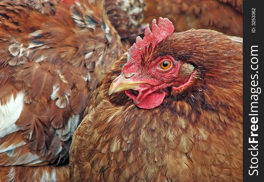 A brown fowl close-up