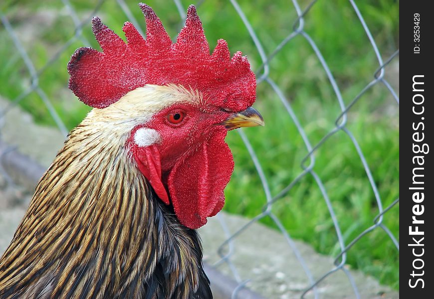 A white rooster close-up