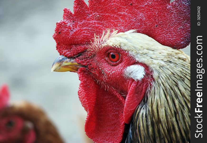 A white rooster close-up