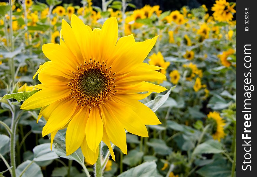 Sunflower In Field Close-up