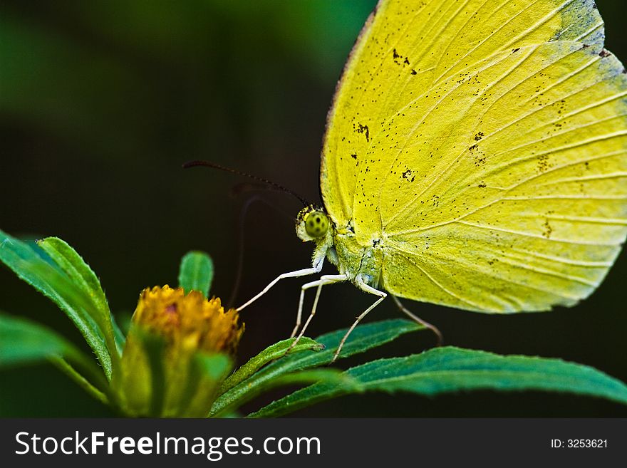 A Yellow Butterfly