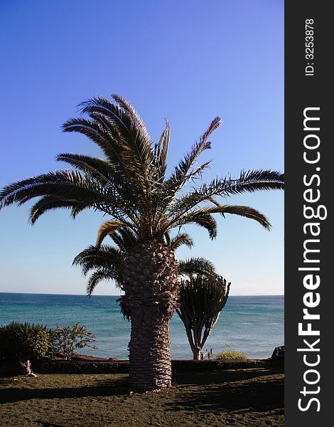 A lanzarote beach with palm tree. A lanzarote beach with palm tree