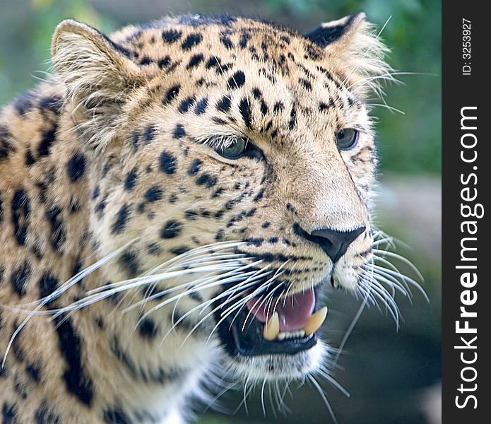 Portrait of nice amur Leopard. Portrait of nice amur Leopard