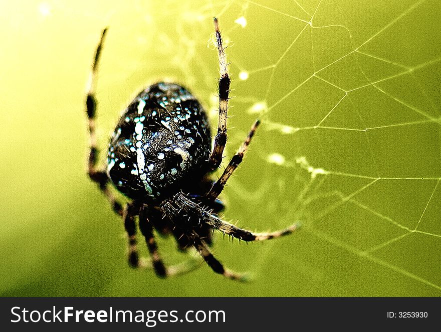 Garden Spider spinning its web in the morning. Garden Spider spinning its web in the morning