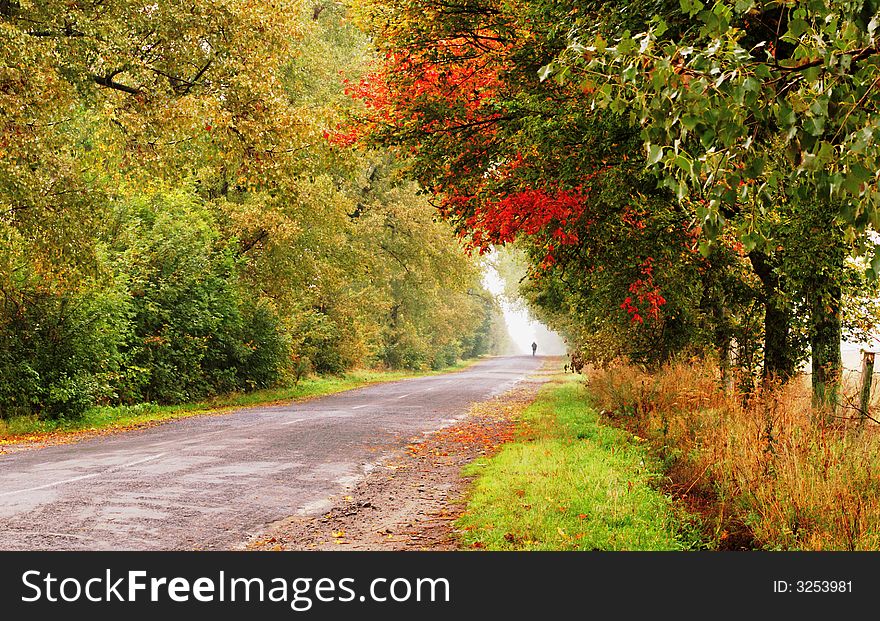 An image of road in autumn forest. An image of road in autumn forest