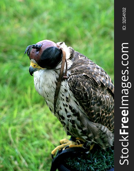 A Hooded Falcon