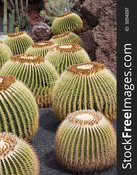 Echinocactus grusonii ( Golden Barrel Cactus, Golden Ball, Mother-in-Law's Cushion )