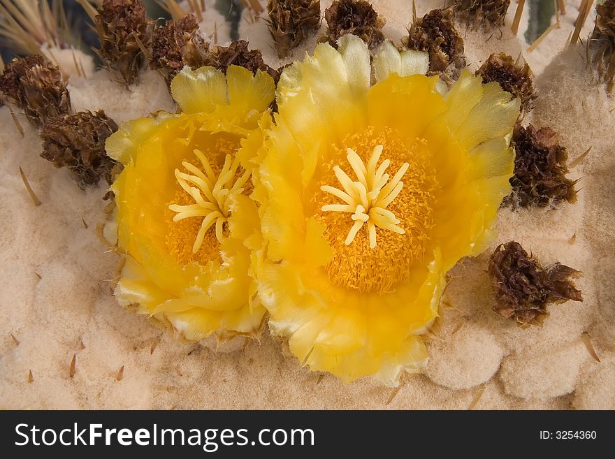 Giant Barrel Cactus Flowers