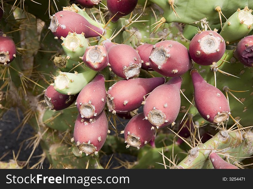 Prickly pear cactus ( Opuntia ficus-indica ) with red fruits