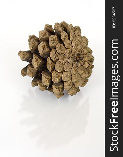 Pine cone isolated over white