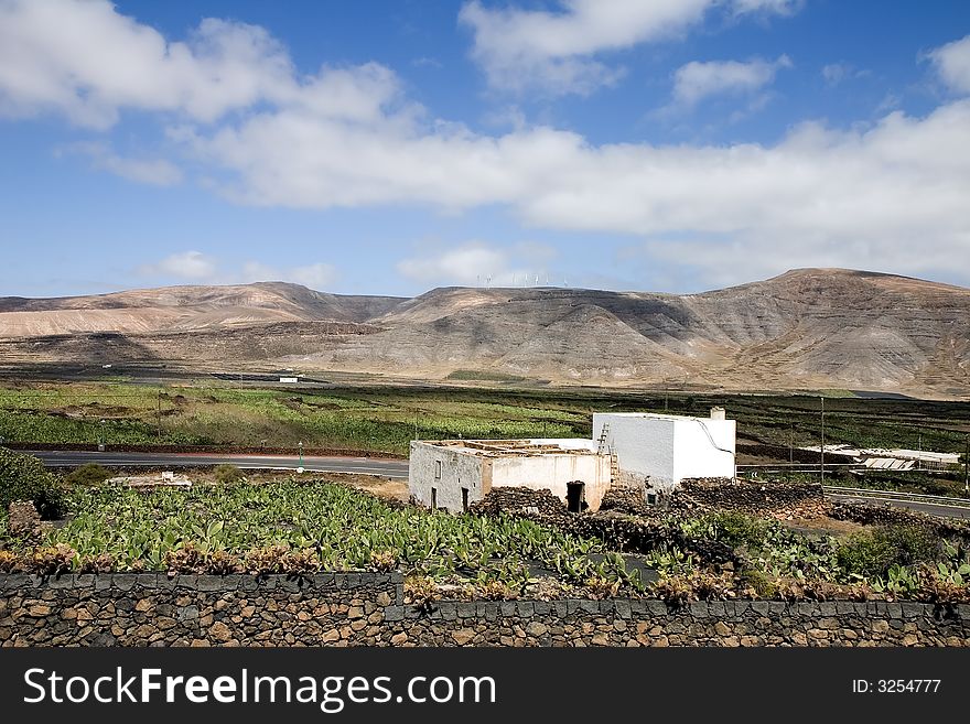 Prickly pear cactus farm ( where cochineal is cultivated to obtain a red dye )  in Guatiza, Lanzarote, Canary Islands, Spain. Prickly pear cactus farm ( where cochineal is cultivated to obtain a red dye )  in Guatiza, Lanzarote, Canary Islands, Spain