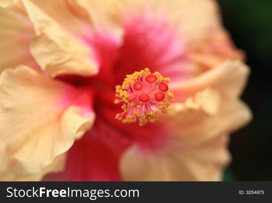 A close up of the center of a orange pink hibiscus flower focusing on the pistil. A close up of the center of a orange pink hibiscus flower focusing on the pistil
