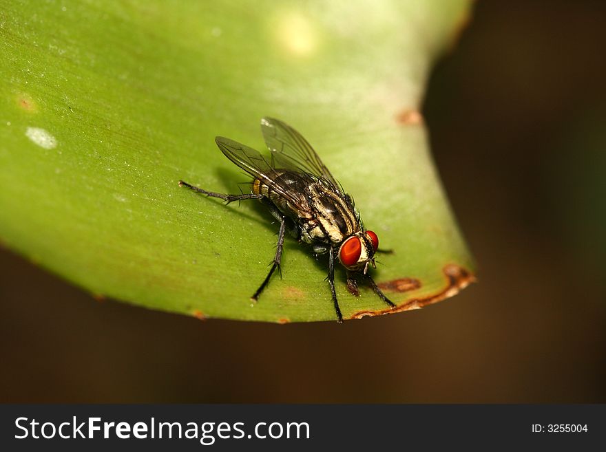 A Fly close up in the forest
