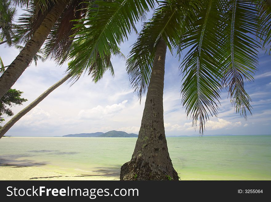 Tropic palm