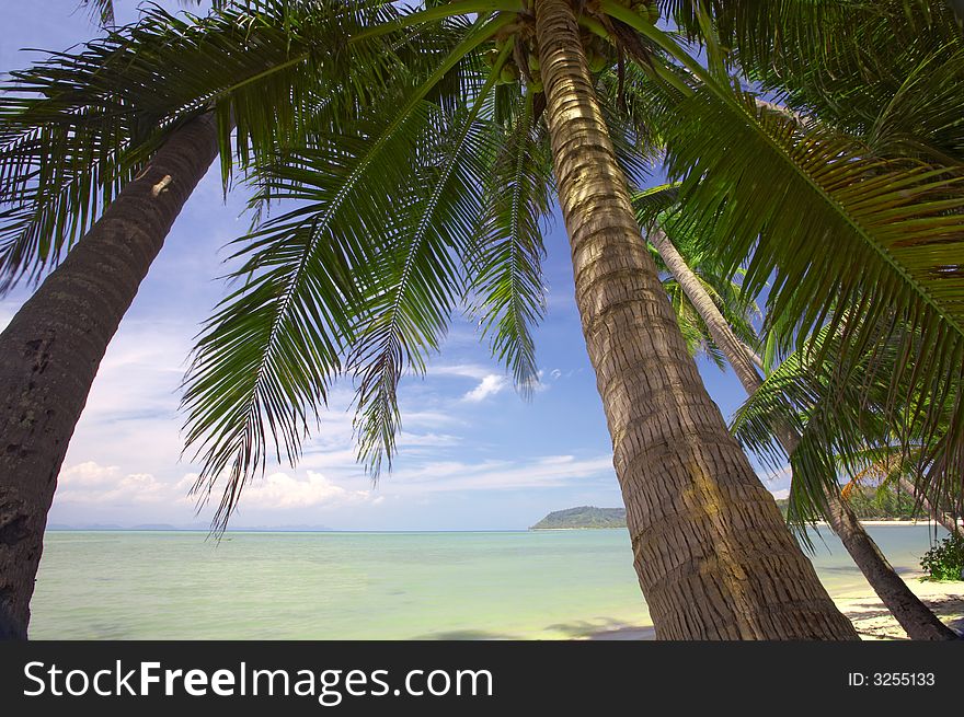 View of  a few  palms on the tropic bay  early in the morning. View of  a few  palms on the tropic bay  early in the morning