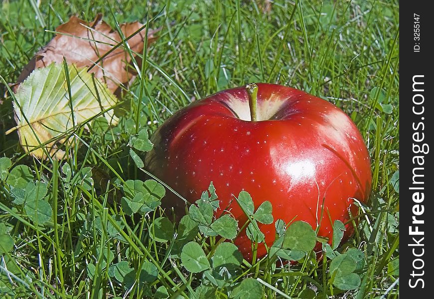 APPLE IN THE GRASS