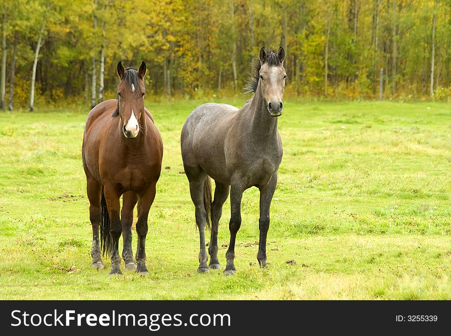 Two horses standing in a field during the fall. Two horses standing in a field during the fall.