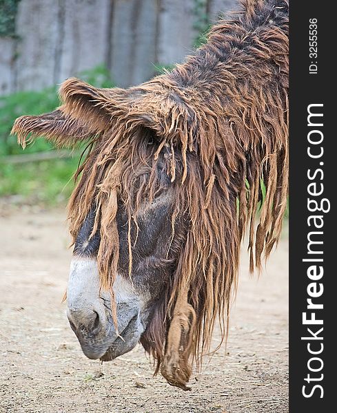 Poitou`s Donkey in its enclosure. Poitou`s Donkey in its enclosure