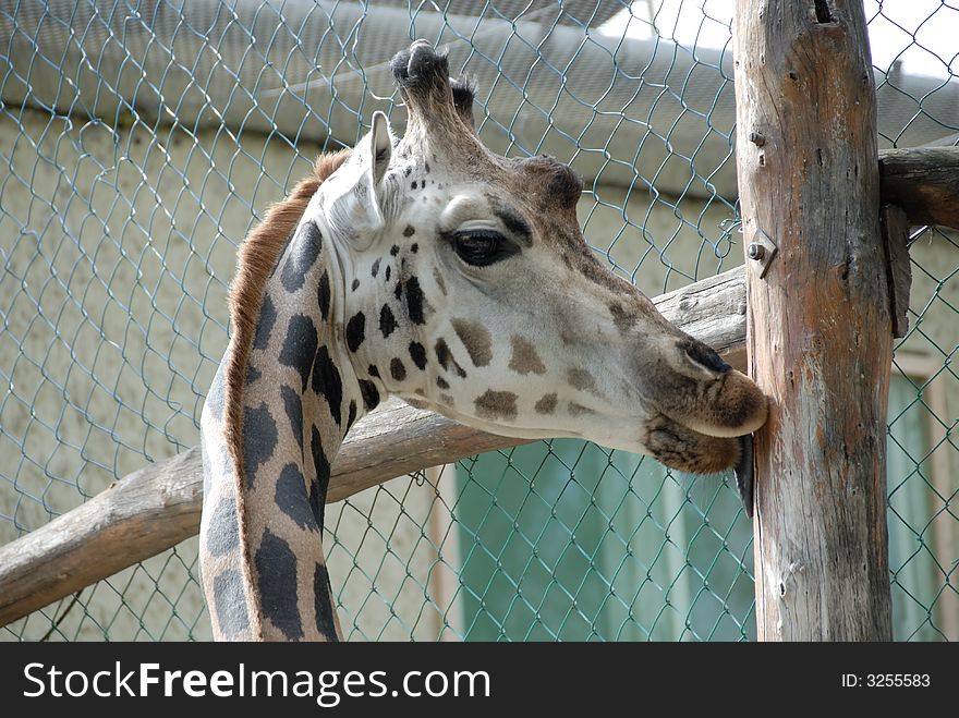 A closeup giraffe in the zoo. A closeup giraffe in the zoo