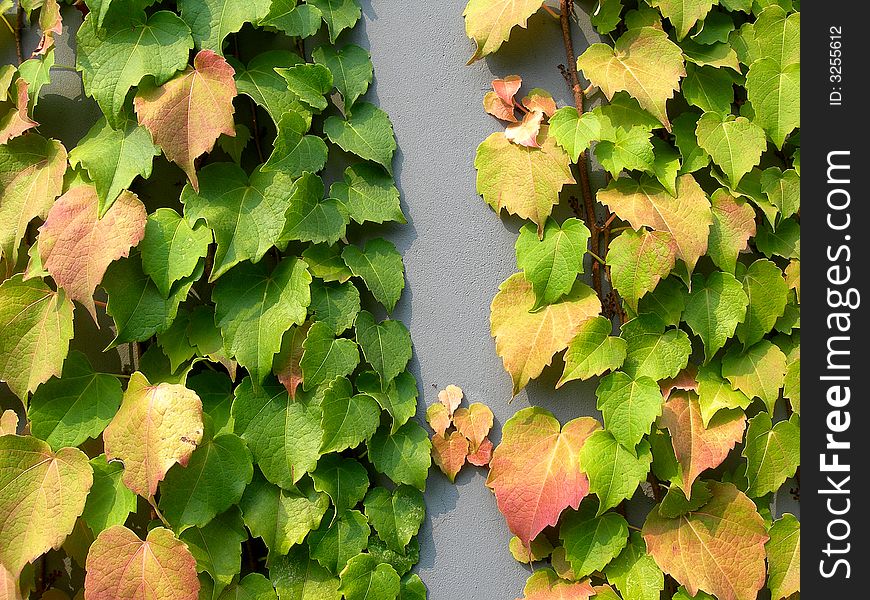 Ivy leaves changing their colors in fall. Ivy leaves changing their colors in fall