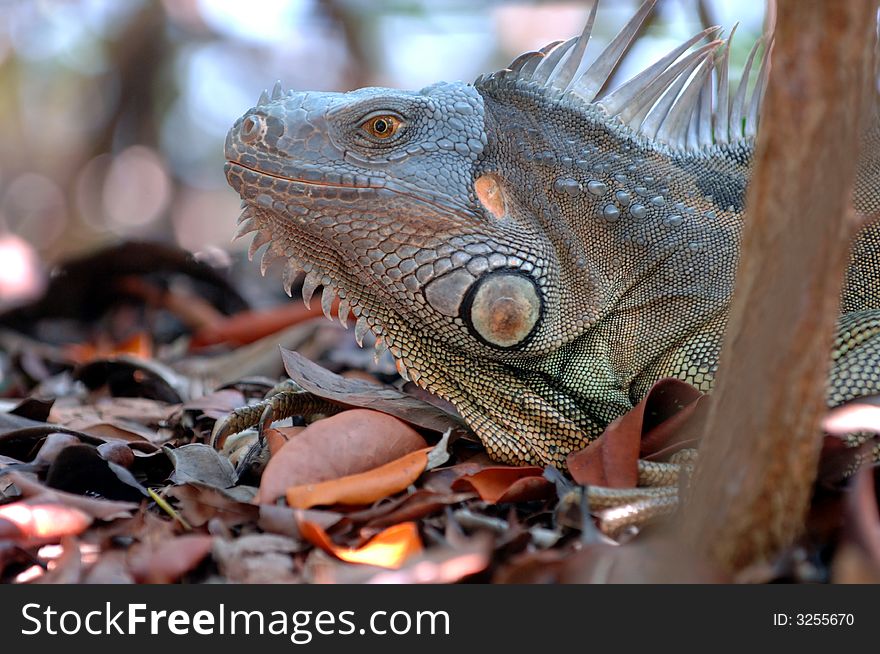 A close-up of a huge (6 feet long)green iguana taken in wild in south Florida